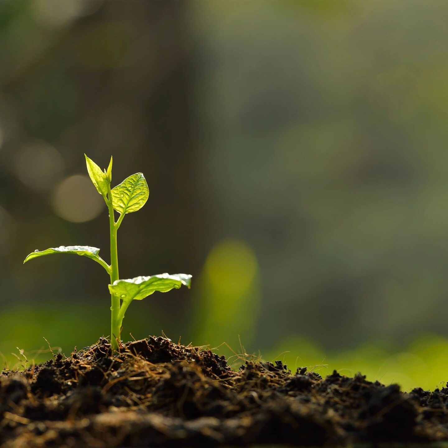 A plant growing in the middle of a dirt field.